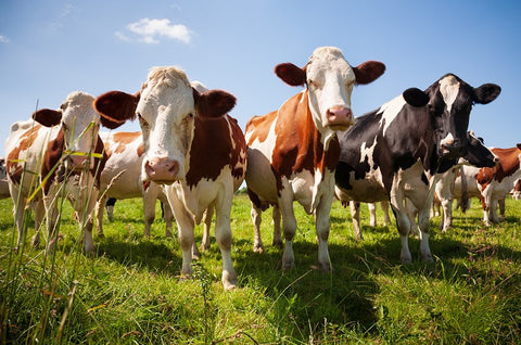 What’s the Difference Between Pasteurized Products and Pasture Raised Meats?