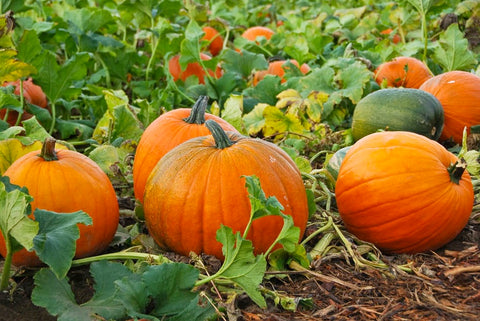 Five Health Benefits of Pumpkin
